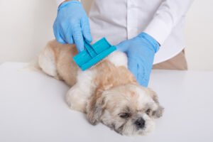 10 Simple Ways to Reduce Dog Shedding at Home